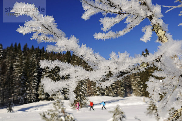 Schneeschuhläufer  Hemmersuppenalm  Reit im Winkl  Bayern  Deutschland  Europa