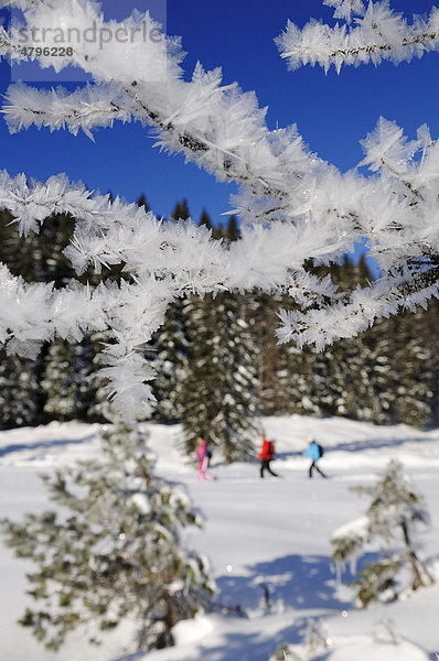 Schneeschuhläufer  Hemmersuppenalm  Reit im Winkl  Bayern  Deutschland  Europa