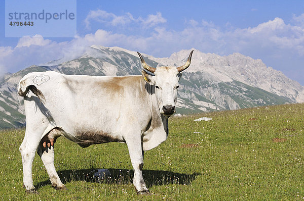 Transhumanz  Abruzzesisches Rind  Campo Imperatore  Nationalpark Gran Sasso  Abruzzen  Italien  Europa