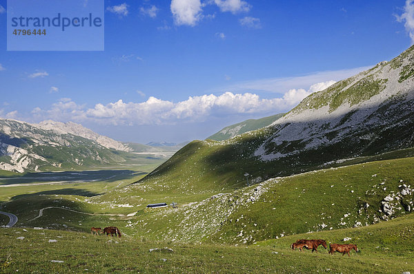 Transhumanz  verwilderte Pferde  Campo Imperatore  Nationalpark Gran Sasso  Abruzzen  Italien  Europa