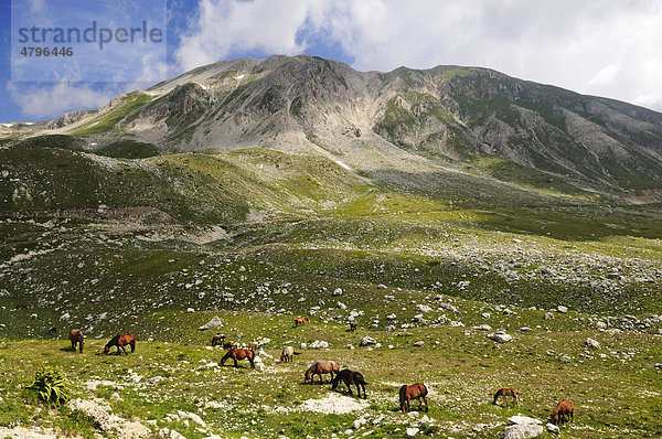 Transhumanz  verwilderte Pferde  Campo Imperatore  Nationalpark Gran Sasso  Abruzzen  Italien  Europa