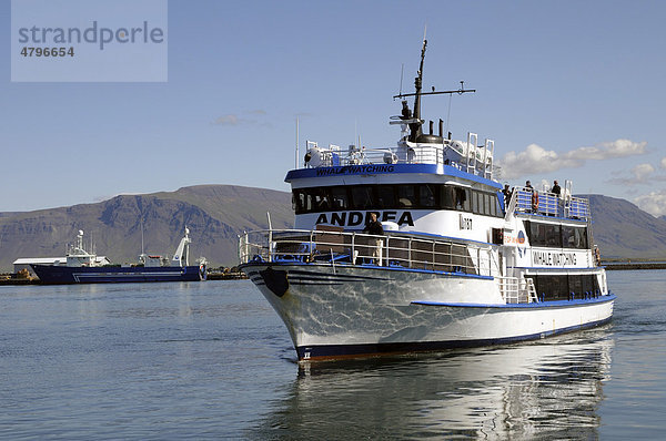 Walbeobachtungstour  Alter Hafen von Reykjavik  Island  Europa