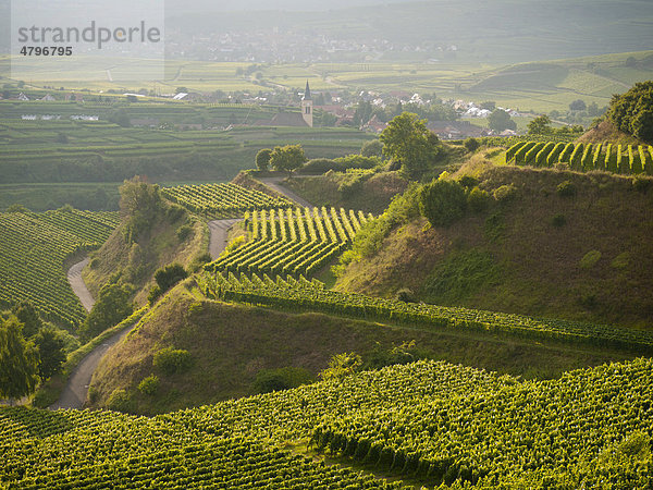 Die Weinberge von Bickensohl  Stadt Vogtsburg im Kaiserstuhl  hinten die Ortschaft Oberrotweil  Region Breisgau  Baden-Württemberg  Süddeutschland  Deutschland  Europa