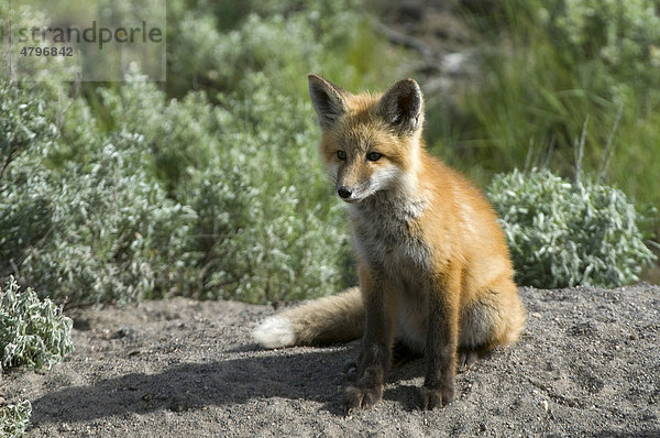 Amerikanischer Rotfuchs  Red Fox (Vulpes vulpes)  Hebgen Lake  Montana  USA  Nordamerika