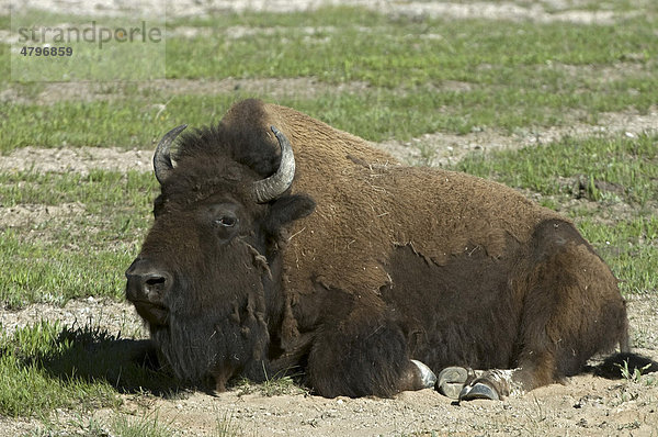 Bison  im Sandbad (Bison bison)  Yellowstone Nationalpark  Wyoming  USA  Nordamerika