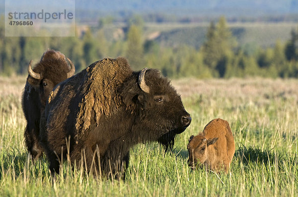 Bison (Bison bison)  Muttertier mit Kalb  Grand Teton Nationalpark  Wyoming  USA  Nordamerika
