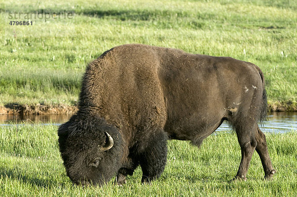 Bison  männlich (Bison bison)  Yellowstone Nationalpark  Wyoming  USA  Nordamerika