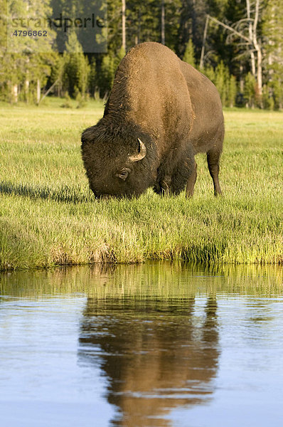 Bison  männlich (Bison bison)  Yellowstone Nationalpark  Wyoming  USA  Nordamerika