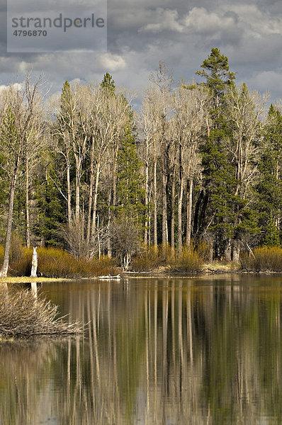 Bäume am Ufer des Snake River  Oxbow Bend  Grand Teton Nationalpark  Wyoming  USA  Nordamerika