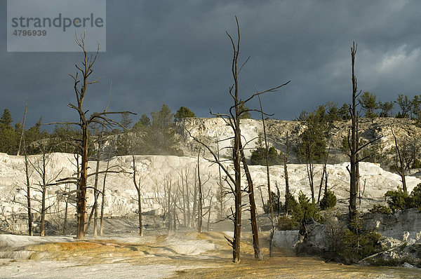 Kalkstein-Terrassen von Mammoth Hot Springs  Yellowstone Nationalpark  Wyoming  USA  Nordamerika