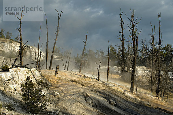 Kalkstein-Terrassen von Mammoth Hot Springs  Yellowstone Nationalpark  Wyoming  USA  Nordamerika