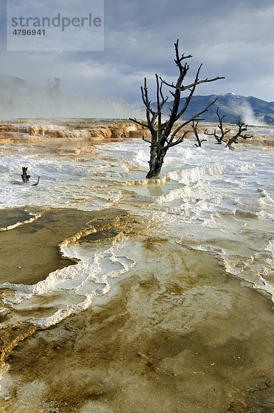 Kalkstein-Terrassen von Mammoth Hot Springs  Yellowstone Nationalpark  Wyoming  USA  Nordamerika