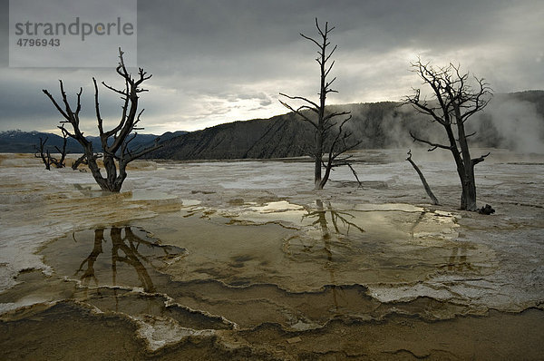 Kalkstein-Terrassen von Mammoth Hot Springs  Yellowstone Nationalpark  Wyoming  USA  Nordamerika