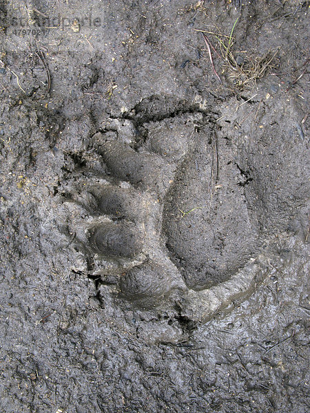 Fußabdruck  Amerikanischer Schwarzbär (Ursus americanus)  Yellowstone Nationalpark  Wyoming  USA  Nordamerika