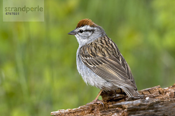 Schwirrammer  Chipping Sparrow (Spizella passerina)  Yellowstone Nationalpark  Wyoming  USA  Nordamerika