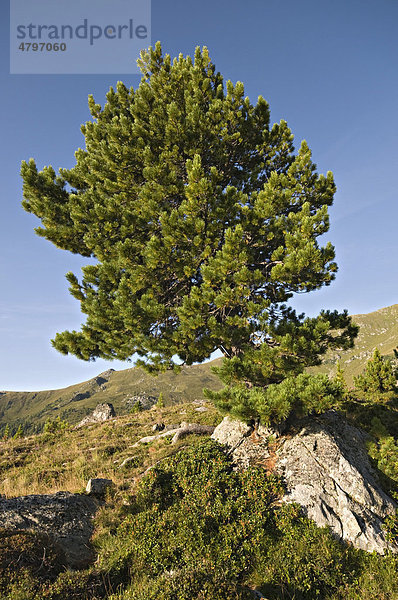 Zirbe  Zirbelkiefer (Pinus cembra)  Nationalpark Nockberge  Kärnten  Österreich  Europa