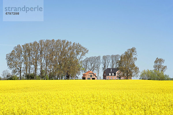 Haus neben einem Rapsfeld  Schleswig-Holstein  Deutschland  Europa