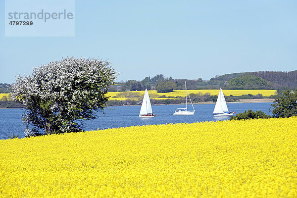 Segelboote auf der Schlei  gelbes Rapsfeld  Winnemark  Schleswig-Holstein  Deutschland  Europa