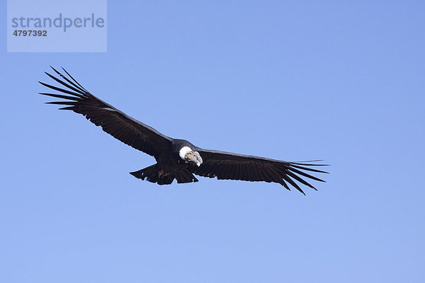 Kondor (Cathartidae) im Flug  Colca Canyon  Peru  Südamerika