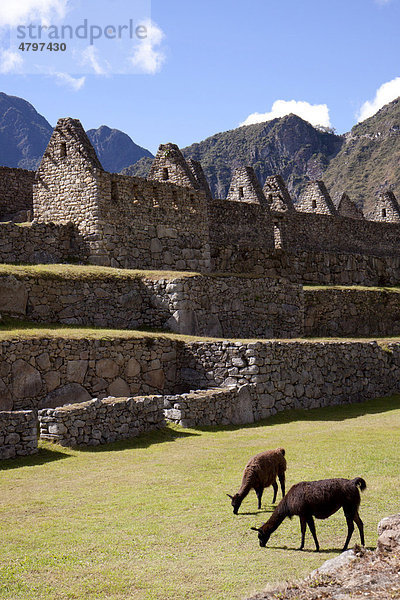 Machu Picchu  Lamas  Peru  Südamerika