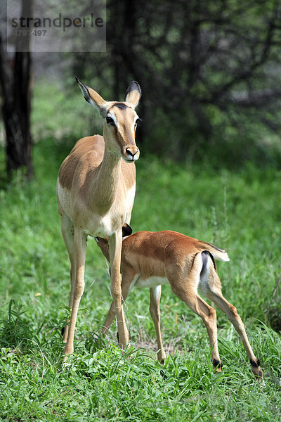 Schwarzfersenantilope oder Impala (Aepyceros melampus)  weibliches Alttier mit säugendem Jungtier  Krüger Nationalpark  Südafrika  Afrika