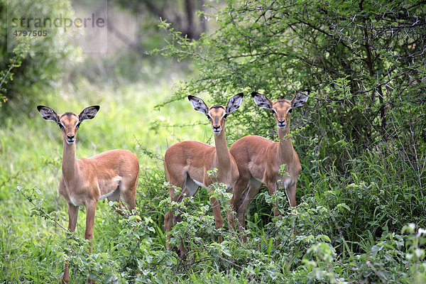 Schwarzfersenantilope oder Impala (Aepyceros melampus)  Jungtiere  Krüger Nationalpark  Südafrika  Afrika