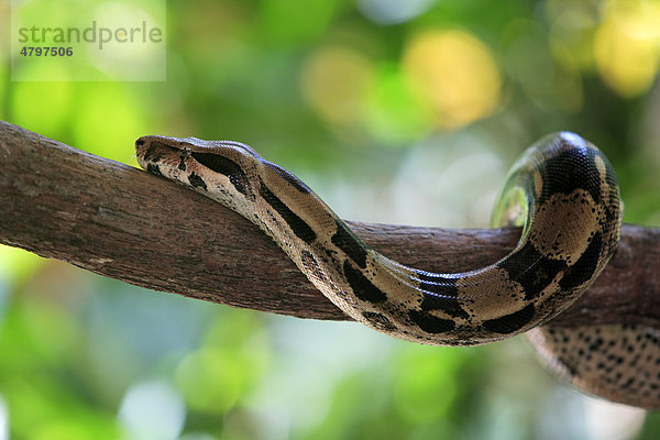 Königsboa (Boa constrictor constrictor)  Alttier im Baum  Venezuela  Südamerika