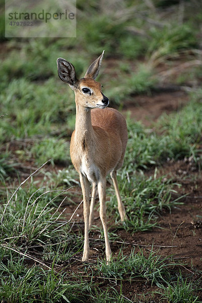 Steinböckchen (Raphicerus campestris)  weibliches Alttier  Sabisabi Private Game Reserve  Krüger Nationalpark  Südafrika  Afrika