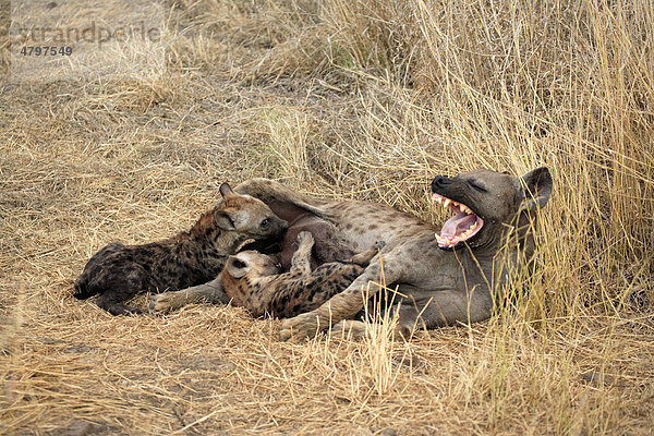 Tüpfelhyäne (Crocuta crocuta)  weibliches Alttier mit säugenden Jungtieren  Krüger Nationalpark  Südafrika  Afrika
