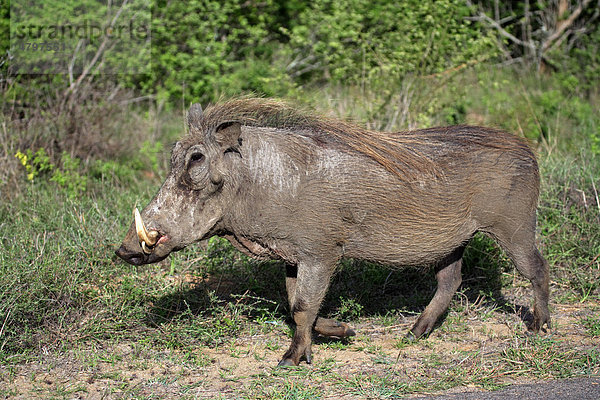 Warzenschwein (Phacochoerus aethiopicus)  männliches Alttier  Krüger Nationalpark  Südafrika  Afrika