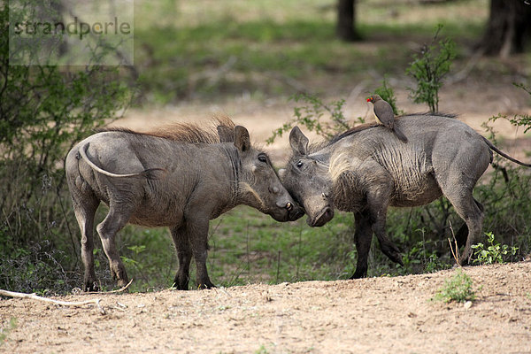 Warzenschwein (Phacochoerus aethiopicus)  männliche  halberwachsene Jungtiere kämpfen  Krüger Nationalpark  Südafrika  Afrika