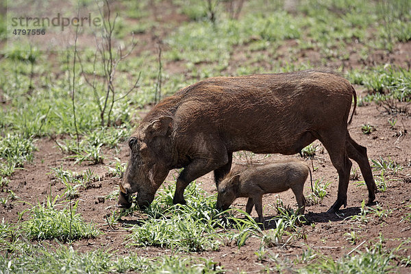Warzenschwein (Phacochoerus aethiopicus)  weibliches Alttier mit Jungtier frisst  Krüger Nationalpark  Südafrika  Afrika