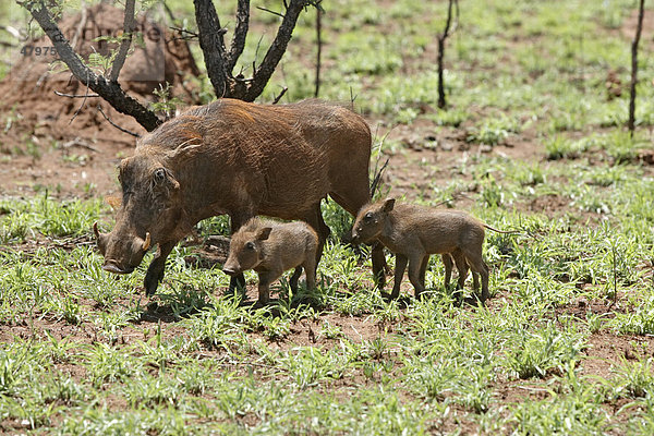 Warzenschwein (Phacochoerus aethiopicus)  weibliches Alttier mit Jungtieren  Krüger Nationalpark  Südafrika  Afrika