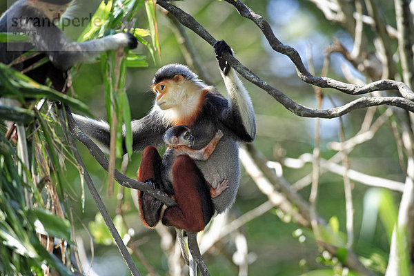 Rotschenkliger Kleideraffe (Pygathrix nemaeus)  weibliches Alttier mit Jungtier im Baum  Asien