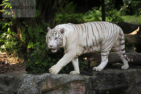 Weisser Königstiger (Panthera tigris tigris)  Alttier  Indien  Asien