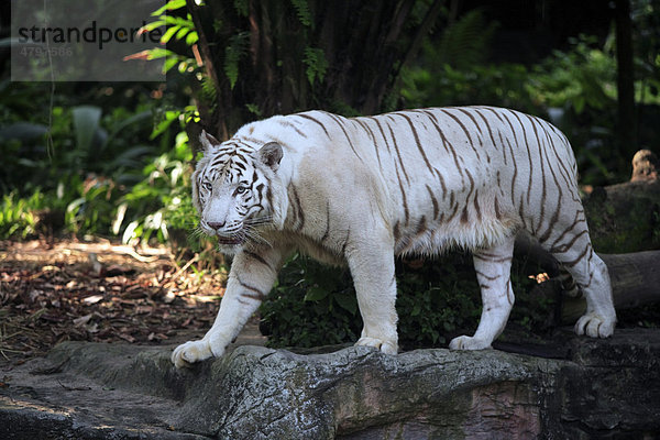 Weisser Königstiger (Panthera tigris tigris)  Alttier  Indien  Asien