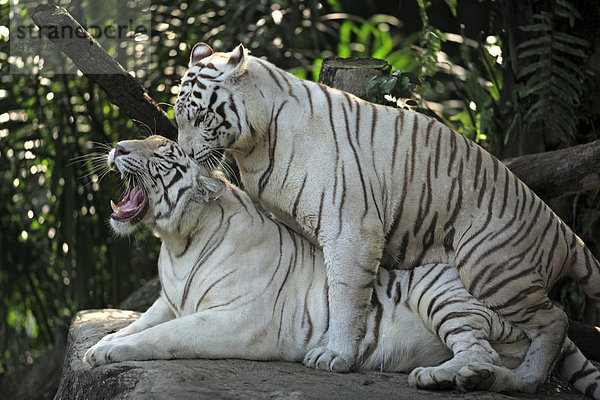 Weisser Königstiger (Panthera tigris tigris)  Paarung von Alttieren  Indien  Asiens