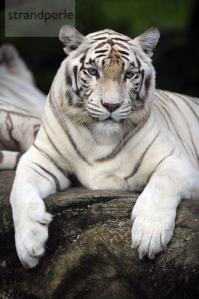 Weisser Königstiger (Panthera tigris tigris)  Portrait Alttier  Indien  Asien