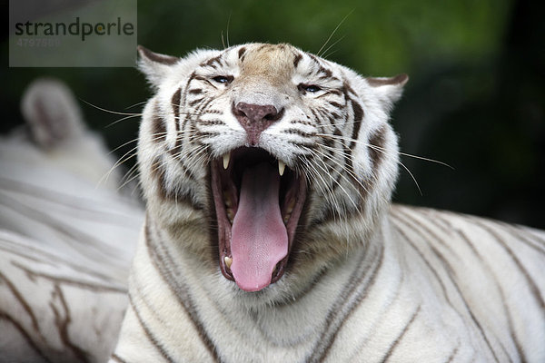 Weisser Königstiger (Panthera tigris tigris)  Portrait  gähnendes Alttier  Indien  Asien