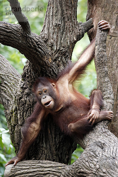 Pazifischer Ozean-Orang-Utan (Pongo pygmaeus)  Jungtier im Baum  Asien