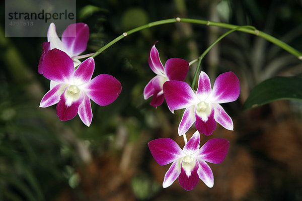 Vanda Orchidee  Singapur  Asien