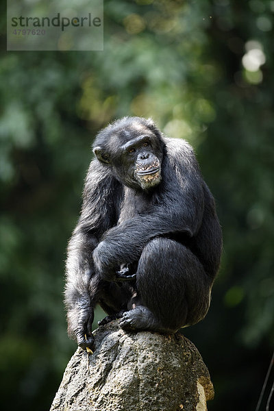 Zentralafrikanische Schimpanse (Pan troglodytes troglodytes)  männliches Alttier  Afrika