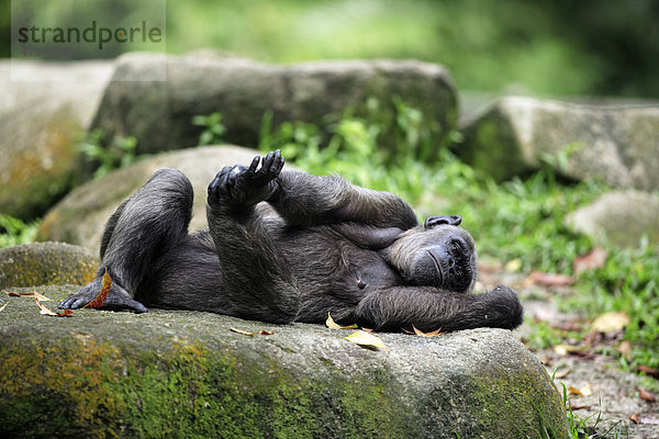 Zentralafrikanische Schimpanse (Pan troglodytes troglodytes)  liegendes weibliches Alttier  Afrika