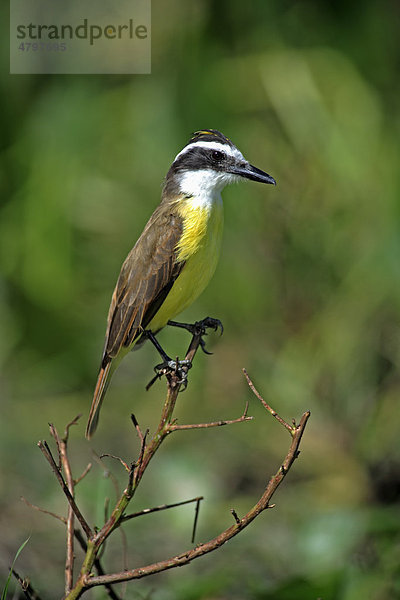 Schwefeltyrann (Pitangus sulphuratus)  Altvogel auf Zweig  Pantanal  Brasilien  Südamerika