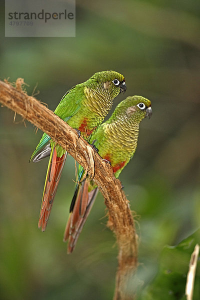 Braunohrsittich (Pyrrhura frontalis)  Altvögel auf Ast  Pantanal  Brasilien  Südamerika