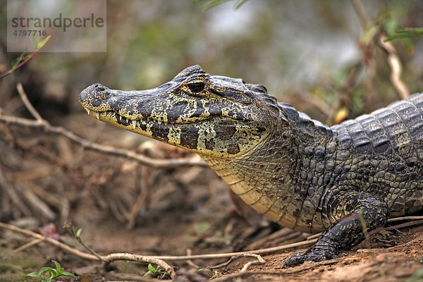 Brillenkaiman (Caiman yacare)  Portrait  Alttier an Land  Pantanal  Brasilien  Südamerika