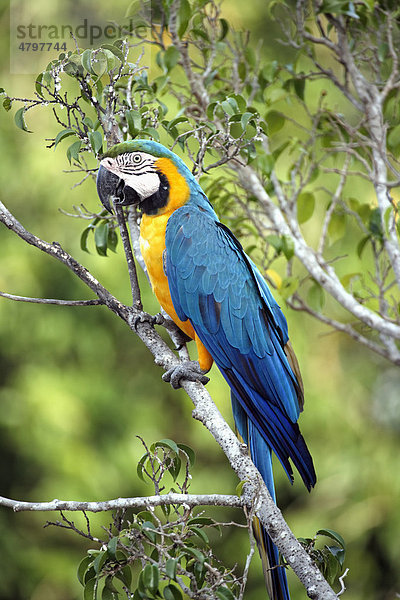 Gelbbrustara (Ara ararauna)  Alttier auf Ast  Pantanal  Brasilien  Südamerika