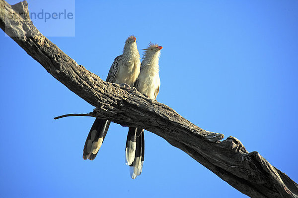 Guirakuckuck (Guira guira)  Altvögel auf Ast  Pantanal  Brasilien  Südamerika