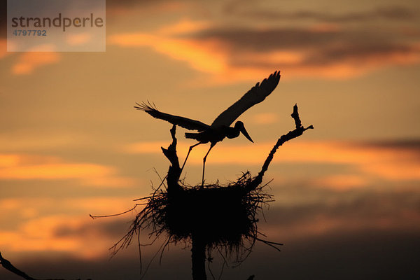 Jabiru (Jabiru mycteria)  Altvogel am Nest am Morgen  Pantanal  Brasilien  Südamerika