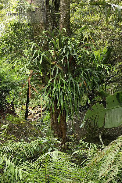 Geweihfarn (Platycerium)  auf Baum  Lamington Nationalpark  Queensland  Australien